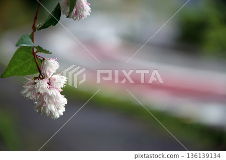 雙花印花棉布樹花 136139134