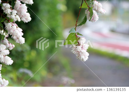 雙花印花棉布樹花 雙花印花棉布樹花 136139135