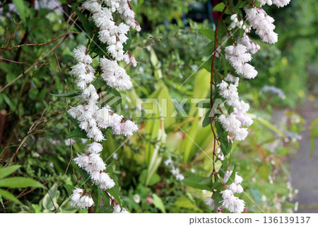 Double-flowered Sarasa Utsugi flowers 136139137