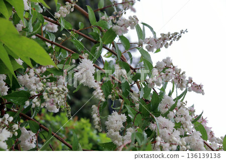 雙花印花棉布樹花 雙花印花棉布樹花 136139138