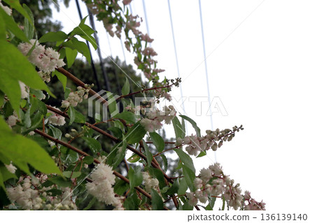 雙花印花棉布樹花 雙花印花棉布樹花 136139140