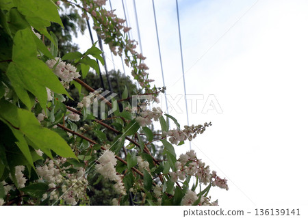 雙花印花棉布樹花 雙花印花棉布樹花 136139141