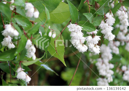 雙花印花棉布樹花 136139142