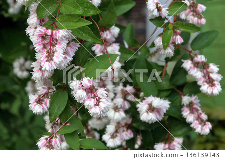 雙花印花棉布樹花 雙花印花棉布樹花 136139143