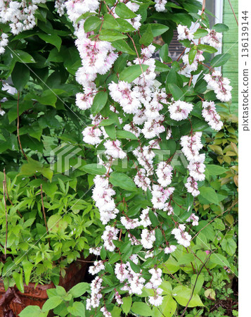 Double-flowered Sarasa Utsugi flowers 136139144