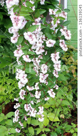 Double-flowered Sarasa Utsugi flowers 136139145
