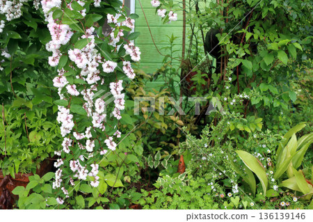 雙花印花棉布樹花 雙花印花棉布樹花 136139146