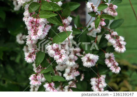 雙花印花棉布樹花 雙花印花棉布樹花 136139147