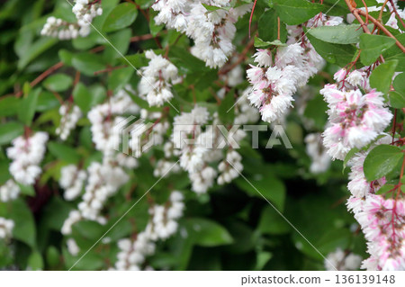 Double-flowered Sarasa Utsugi flowers 136139148