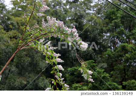 Double-flowered Sarasa Utsugi flowers 136139149