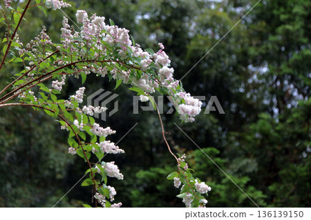 雙花印花棉布樹花 雙花印花棉布樹花 136139150