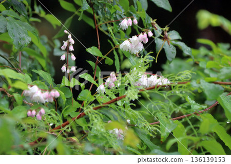 雙花印花棉布樹花 雙花印花棉布樹花 136139153