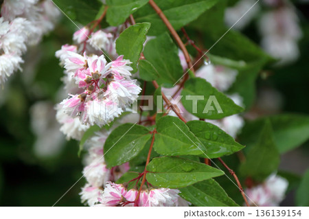 雙花印花棉布樹花 雙花印花棉布樹花 136139154