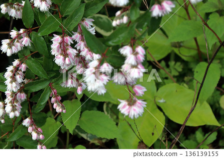 雙花印花棉布樹花 雙花印花棉布樹花 136139155