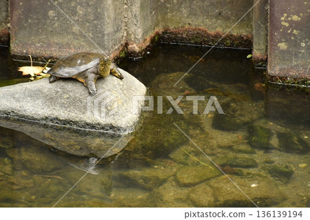 甲魚 甲魚 136139194