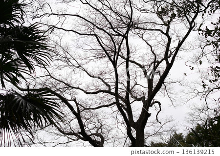 死的冬天風景 136139215