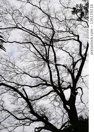 死的冬天風景 136139216