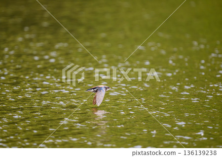 水平飛行速度最快的鳥類是藍尾雨燕。 136139238