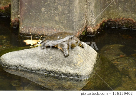 Squirrel Squirrel 136139402