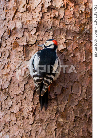 大斑啄木鳥 136139453
