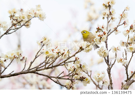 A charming Japanese white-eye perched on a plum tree A charming Japanese white-eye perched on a plum tree 136139475