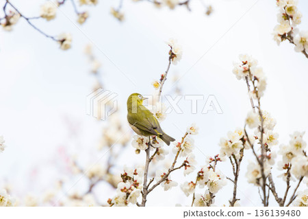 A charming Japanese white-eye perched on a plum tree 136139480