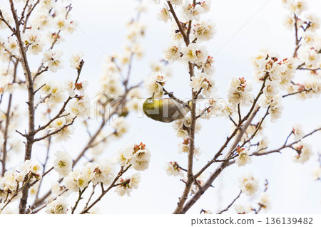 A charming Japanese white-eye perched on a plum tree 136139482
