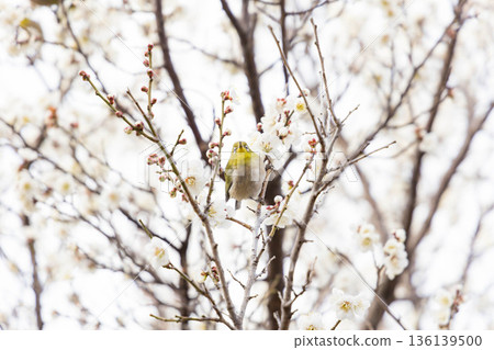 A charming Japanese white-eye perched on a plum tree 136139500