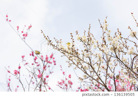 一隻迷人的日本繡眼鳥棲息在梅樹上。 一隻迷人的日本繡眼鳥棲息在梅樹上。 136139505