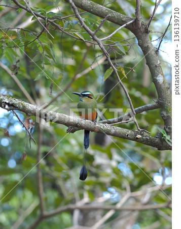 Torogoz, the national bird of El Salvador 136139710