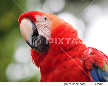 A close-up of a scarlet macaw's face A close-up of a scarlet macaw's face 136139845