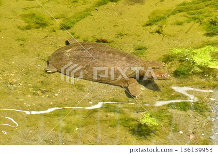 甲魚 甲魚 136139953