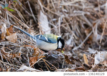 Tits getting down on the ground Tits getting down on the ground 136140129