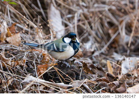 Tits getting down on the ground Tits getting down on the ground 136140147