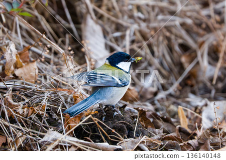 Tits getting down on the ground 136140148