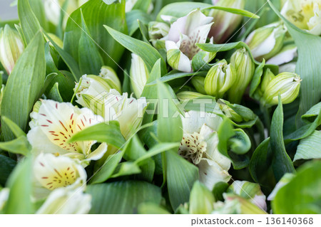 White alstroemeria flowers and buds among green leaves showing fresh growth White alstroemeria flowers and buds among green leaves showing fresh growth 136140368