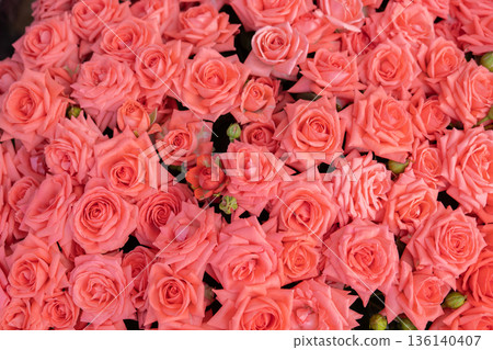 Abundance of coral pink roses creating a vibrant floral pattern and background 136140407
