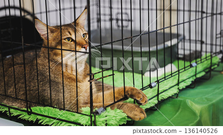 Purebred abyssinian cat resting in a cage during cat show Purebred abyssinian cat resting in a cage during cat show 136140526