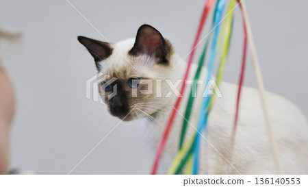 Purebred thai cat playing with colorful ribbons Purebred thai cat playing with colorful ribbons 136140553