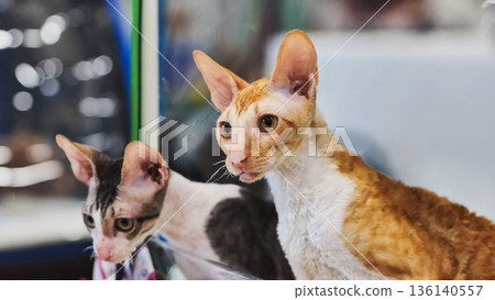 Cornish rex cat posing during a cat show Cornish rex cat posing during a cat show 136140557