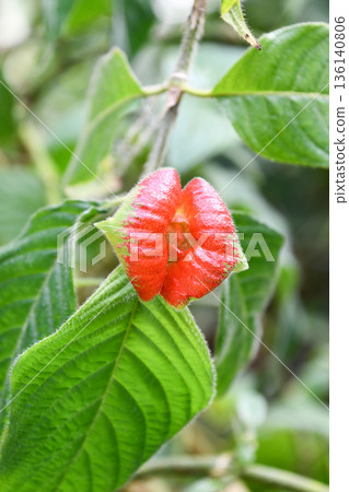 毛葉紫菀(Palikourea tomentosa)熱唇 毛葉紫菀(Palikourea tomentosa)熱唇 136140806