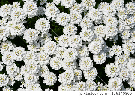 Bluets Bluets 136140809