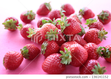 A group photo of strawberries taken against a red or pink background A group photo of strawberries taken against a red or pink background 136141152