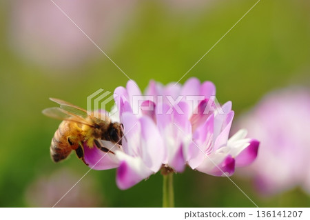 一隻蜜蜂落在紫雲英花上採集花蜜。 136141207