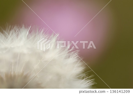 蒲公英絨毛以外的粉紅色花朵散景 蒲公英絨毛以外的粉紅色花朵散景 136141209