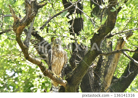 一隻蒼鷹幼鳥緊緊抓住一棵樹 一隻蒼鷹幼鳥緊緊抓住一棵樹 136141316