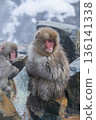 Snow Monkeys ~ Jigokudani Monkey Park ~ (Yamanouchi Town, Nagano Prefecture) 136141338