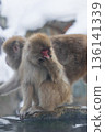 Snow Monkeys ~ Jigokudani Monkey Park ~ (Yamanouchi Town, Nagano Prefecture) 136141339
