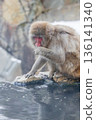 Snow Monkeys ~ Jigokudani Monkey Park ~ (Yamanouchi Town, Nagano Prefecture) 136141340