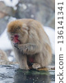 Snow Monkeys ~ Jigokudani Monkey Park ~ (Yamanouchi Town, Nagano Prefecture) 136141341